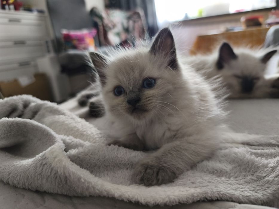 Kociaki kot kotka Ragdoll