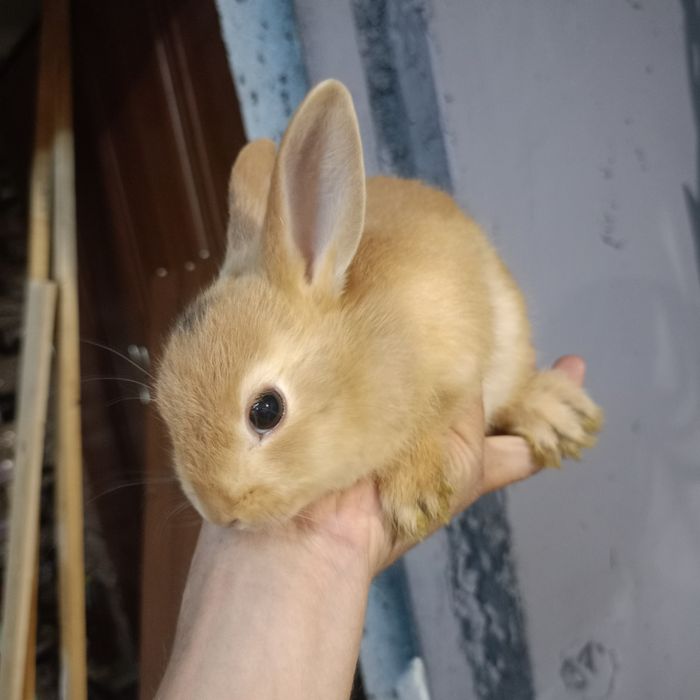 Królik miniaturka  lwi młode