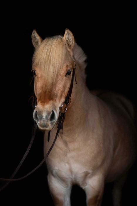 Stanówka ogierem Ardenofiordem