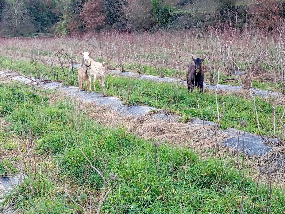 Casal de cabritos mais um cabritinhos com um mês