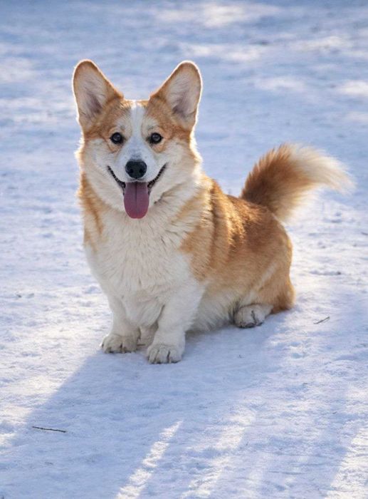 Рыже-белый кобель вельш корги пемброк, продажа.