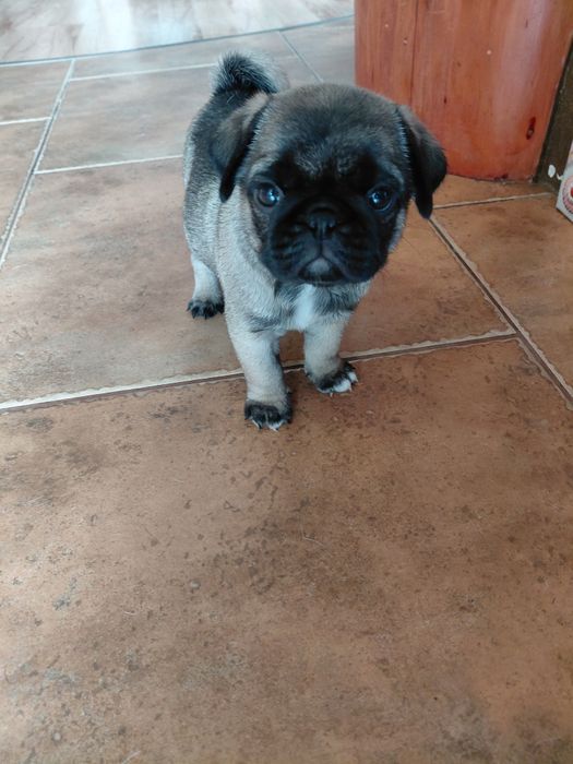 Śliczne Mopsy na sprzedaż