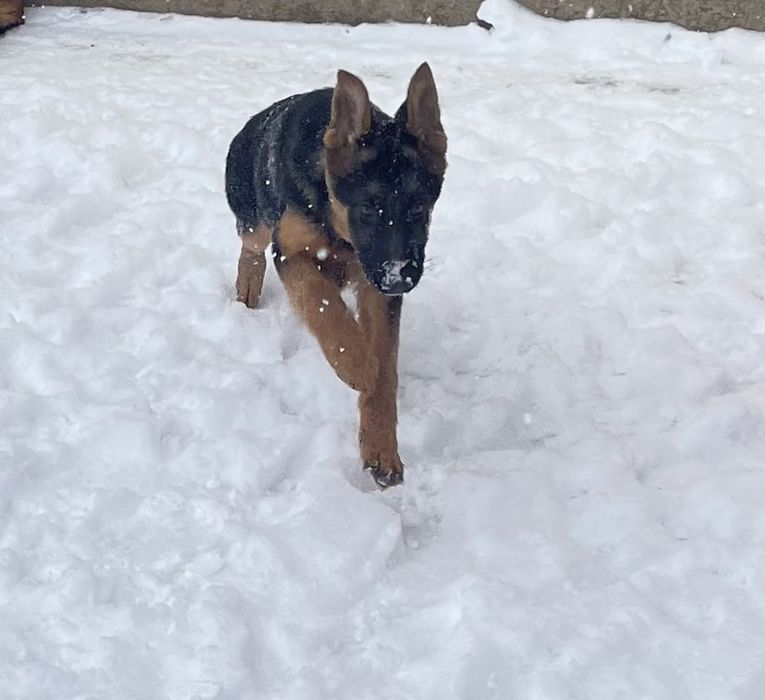 Девочка немецкой овчарки