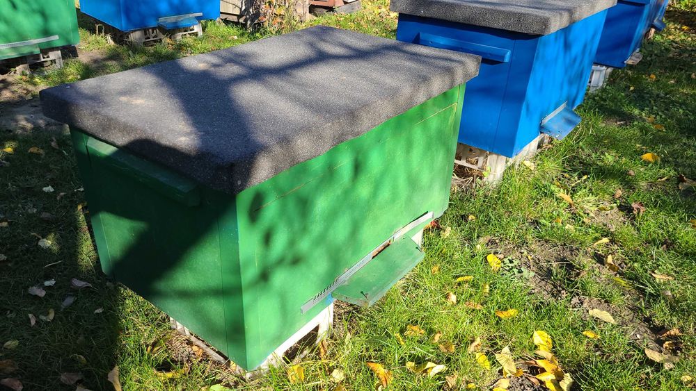 Ule 20 ramkowe Dadant