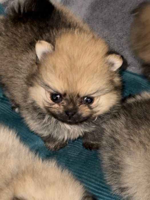 Ищем девочку для шпица.