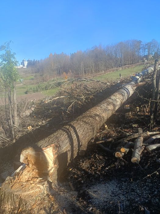 Wycinka drzew, czyszczenie działek