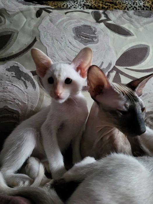 Предлагаем изумительных ориентальных котят.