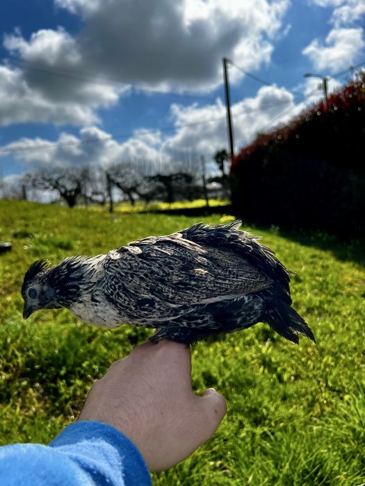 Cruzamento sebright prata com sedosa do japão