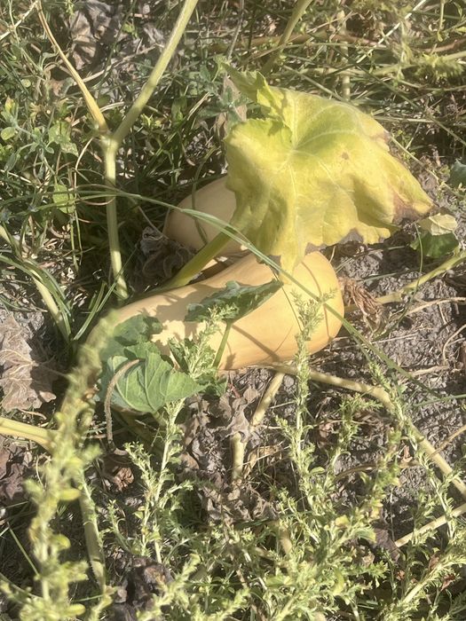 Abobora Butternut Bio