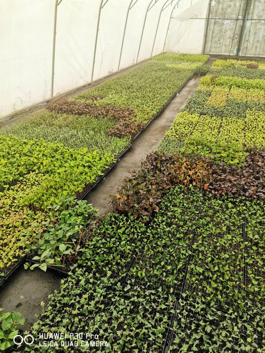 Trzmielina Emerald Gold, Tawuła Gold mund, Gold flame, Gęstokwiatowa