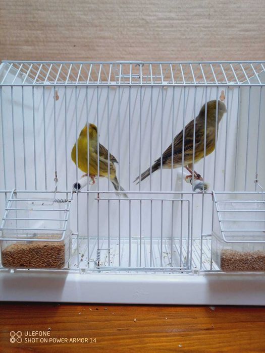 Vendo canários de 2025