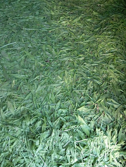 babka lancetowata nasiona 2025