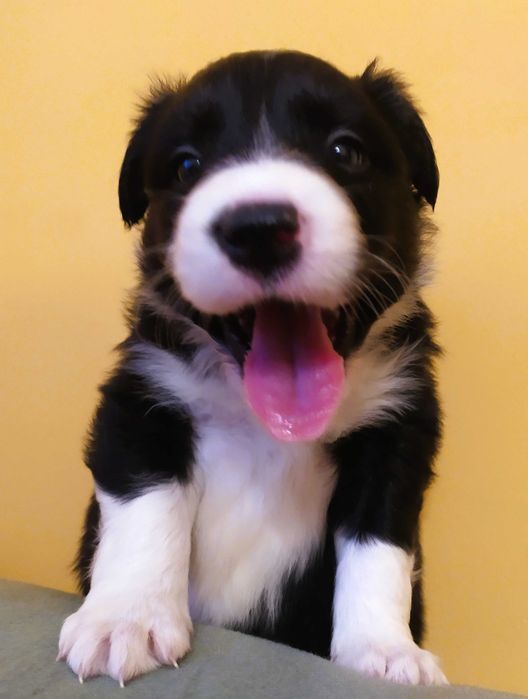 Border collie szczenię