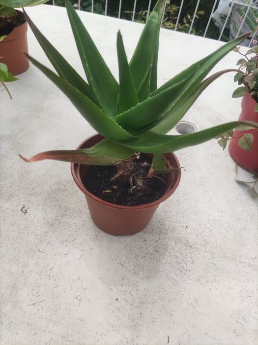 Cacto e sica pequena