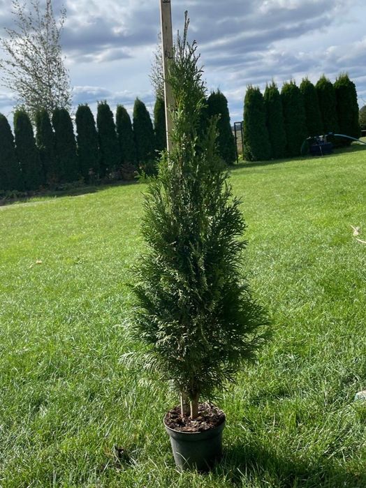 Tuje szmaragd około 80cm