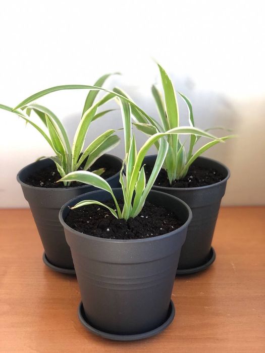 Рослини для дому.Вазон/кімнатна рослина-Хлорофітум.