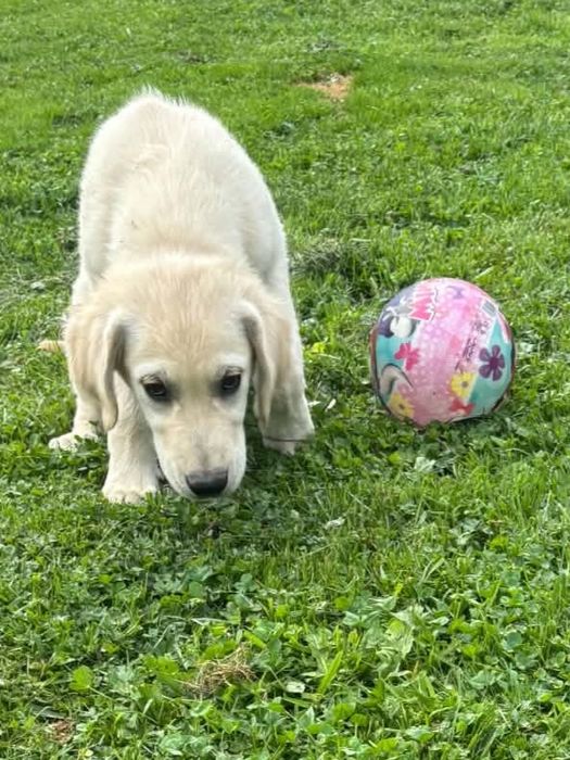Szczeniak Golden Retriever