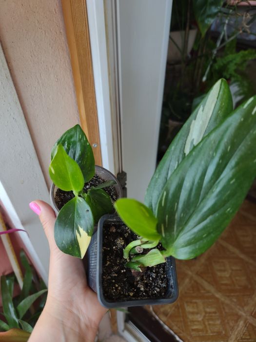 ФИЛОДЕНДРОНЫ разные сорта