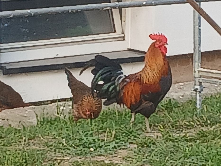 Jaja legowe zielononóżki
