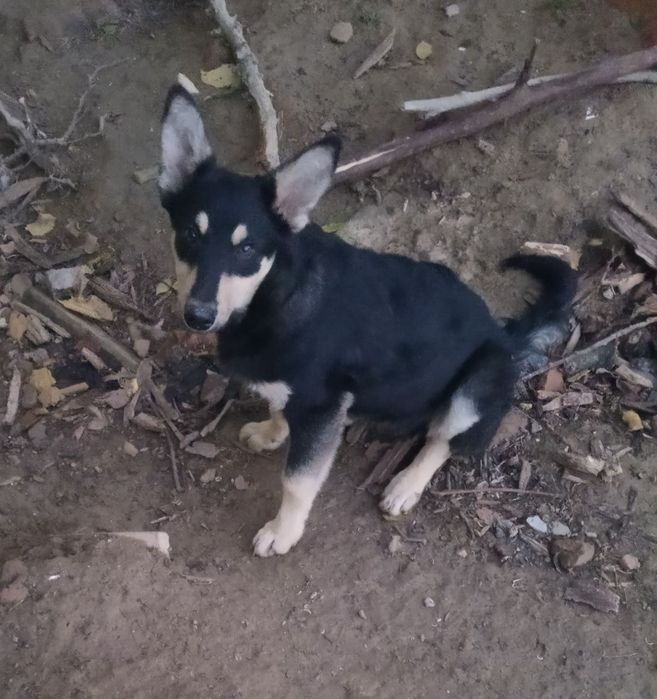 Собачки 6 міс. безкоштовно