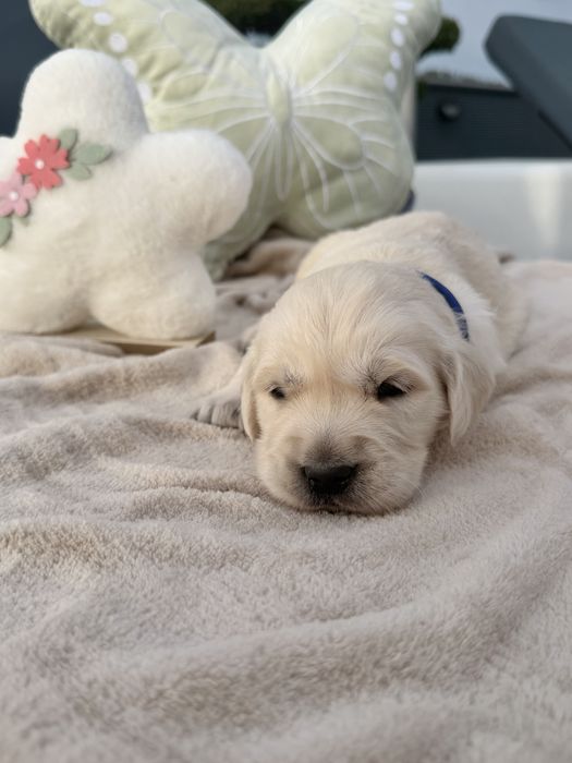 Golden Retriever menino
