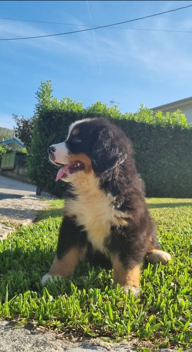 Bouvier Bernois com Pedigree