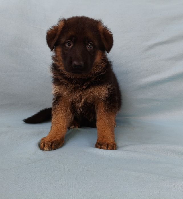 Pastor alemão fêmea