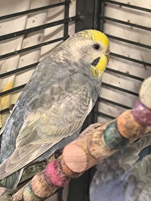 Periquitos Australianos
