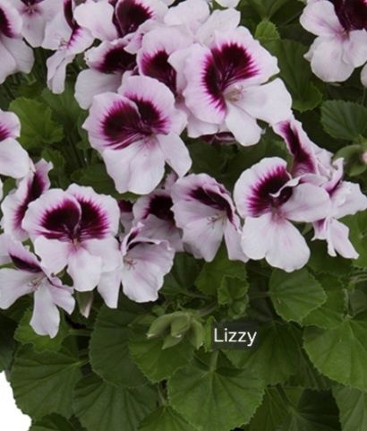 Pelargonia kolekcjonerska