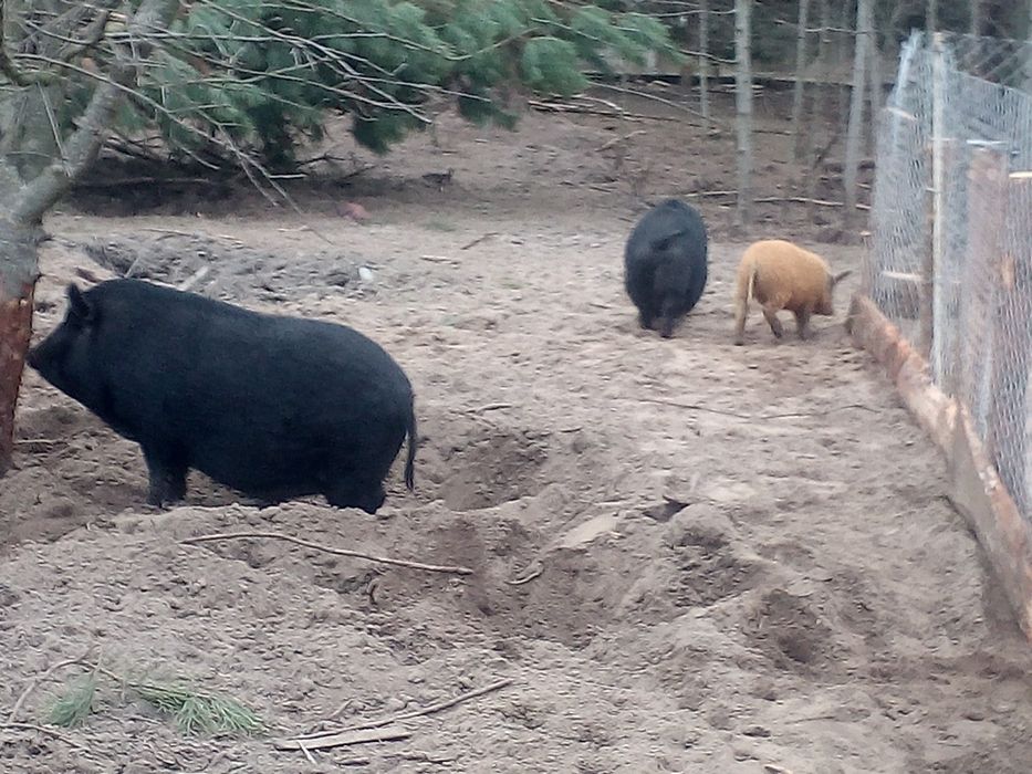 Вьетнамские свиньи