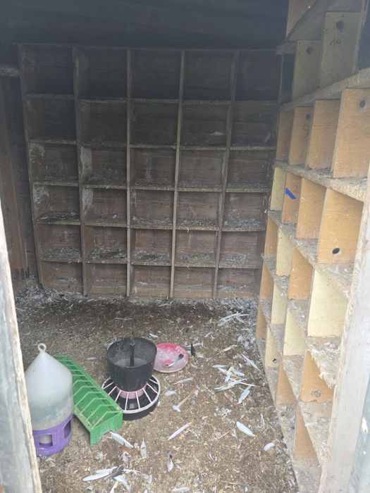 Gołębnik gotowy do użytkowania