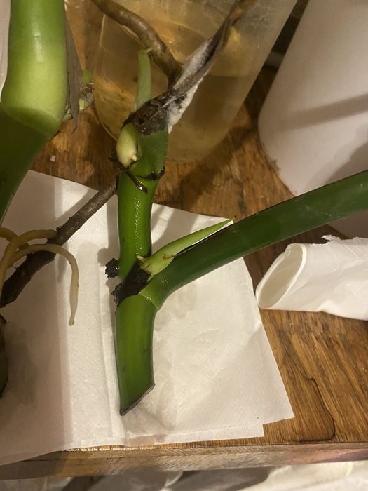 Монстера зеленая