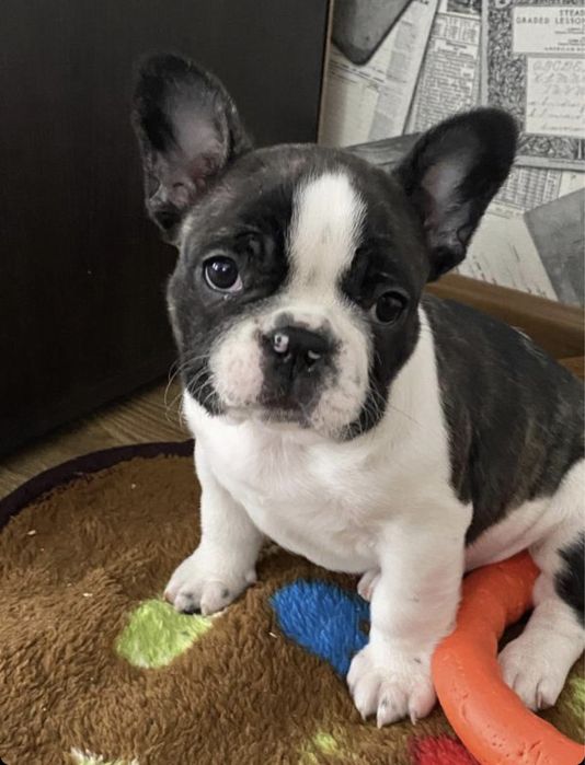 Вязка французский бульдог КСУ есть щенки