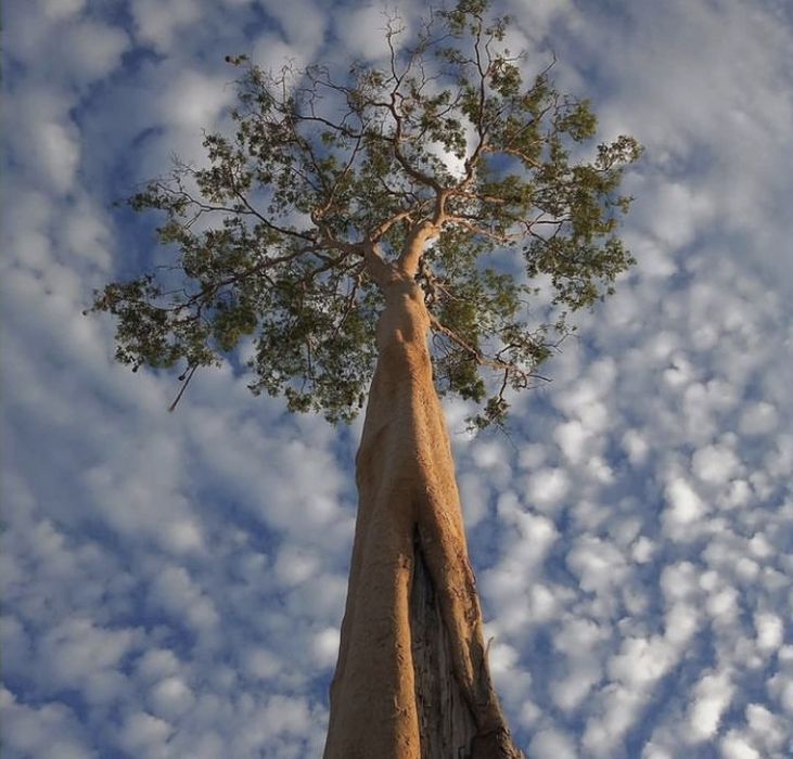 Poda corte e abate de arvores