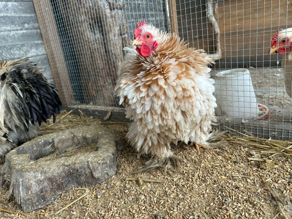 Kury Koguty kogut Kochin karzelek miniaturowy  lokowany