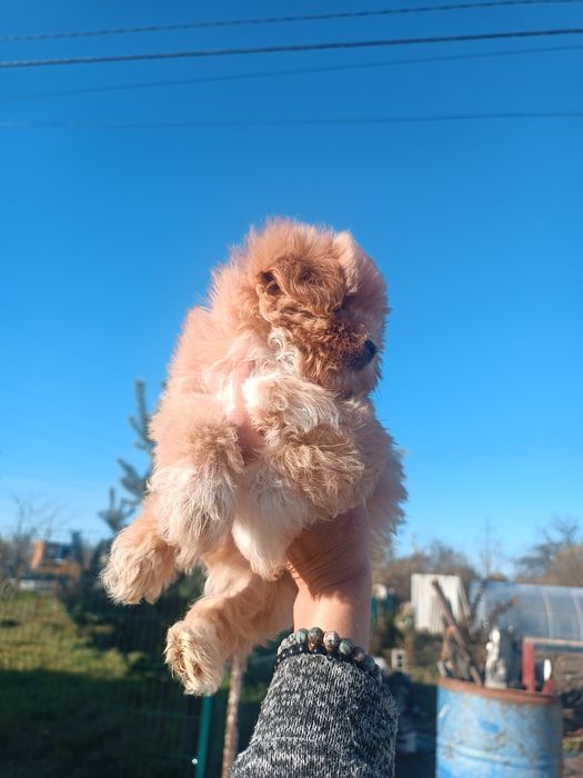 Лялькові мікро хлопчики мальтіпу F1. Львівські.