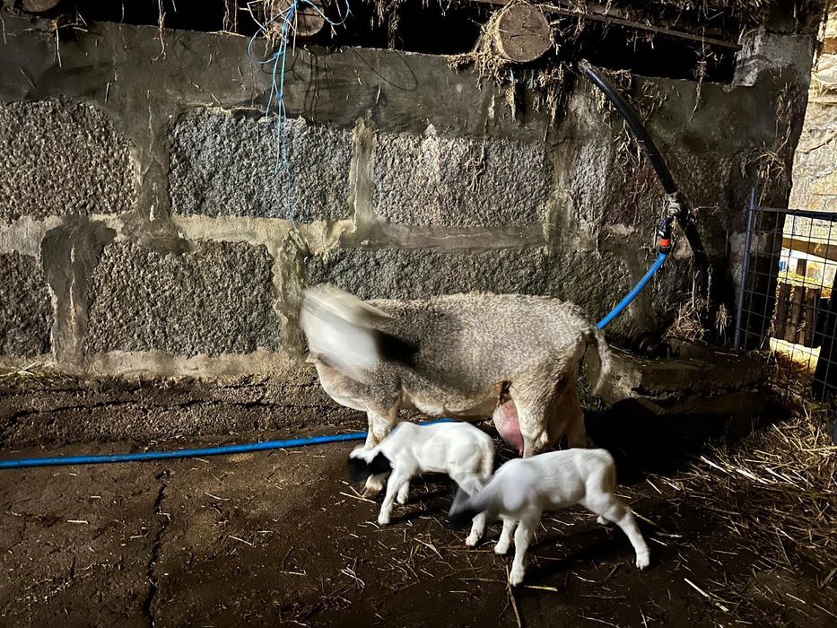 Ovelha Dorper branca pura c/ 2 crias