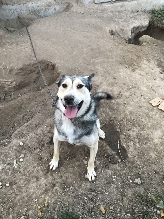 Сибірська лайка віддамо в хороші руки