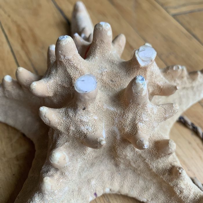 Морська зірка натуральна велика