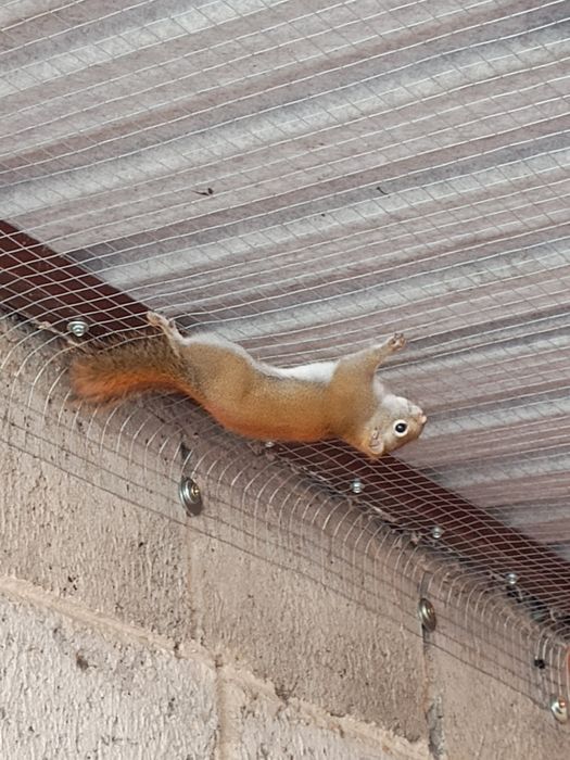 Samiec wiewiórki Hudsona