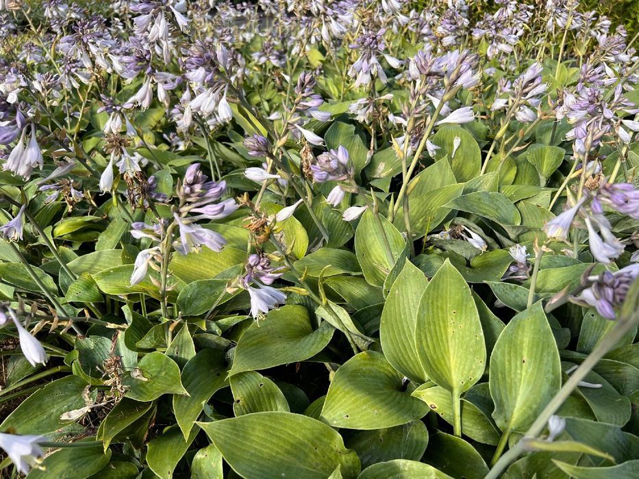 Funkia Hosta 'Halcyon' Doniczka 2.0L Duże Niebieskie liście