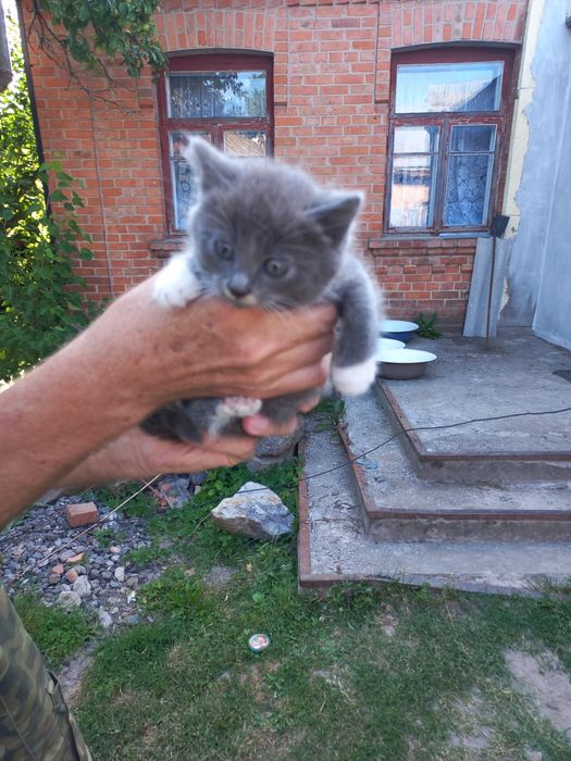 Кошенята шукають господаря