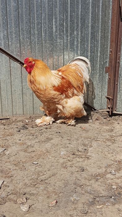 Kogut kochin olbrzymi