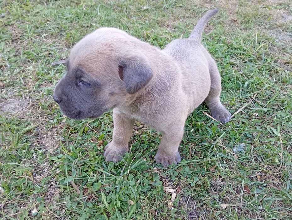 Cane Corso -jasno błękitny chłopak