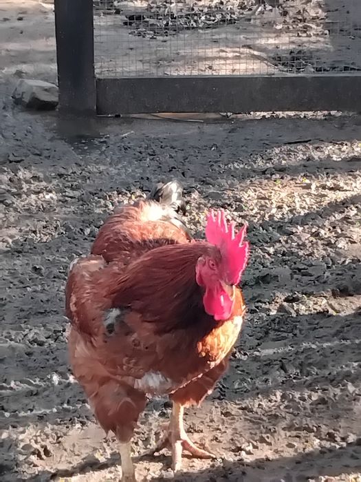 Galos caseiros 45 euros