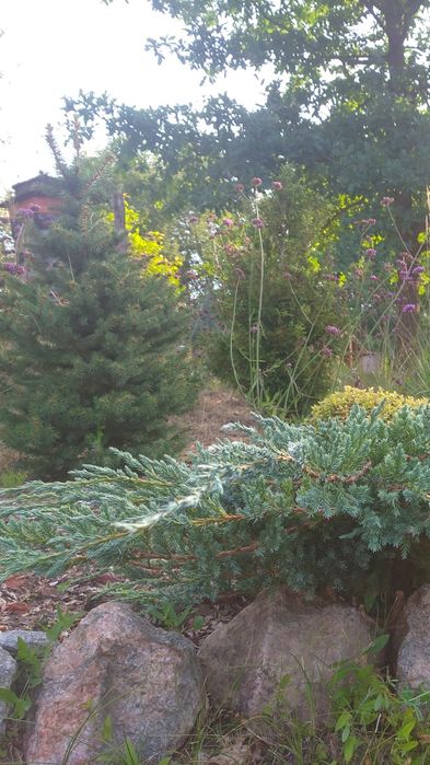 Ялівець Blue carpet