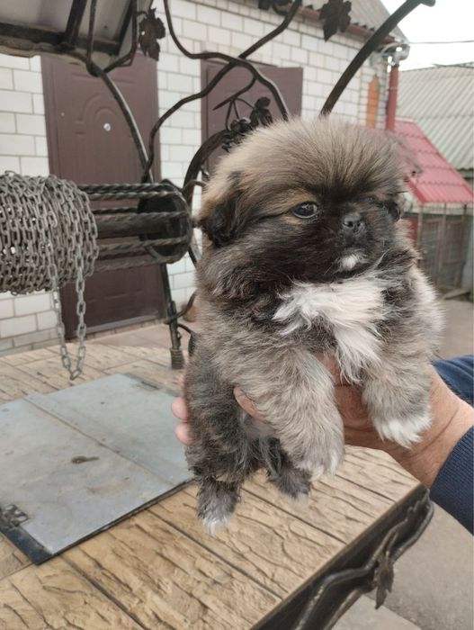 Продам цуценят Пекінесиків