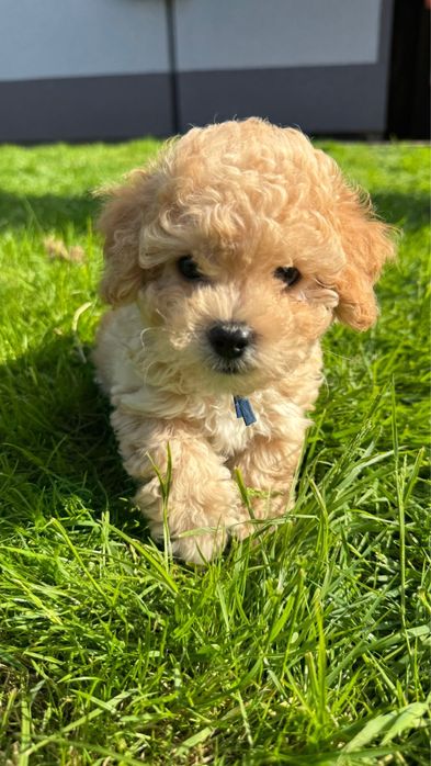 Maltipoo bichpoo frispoo Kenzo