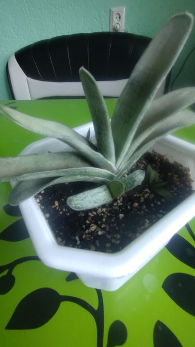 Гастееії,гастроалоє, сансевєрія