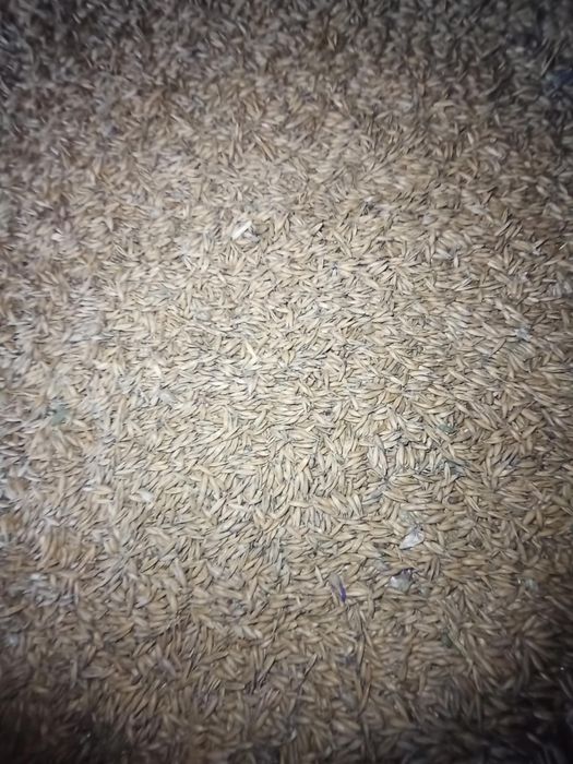 Sprzedam Owies Bingo